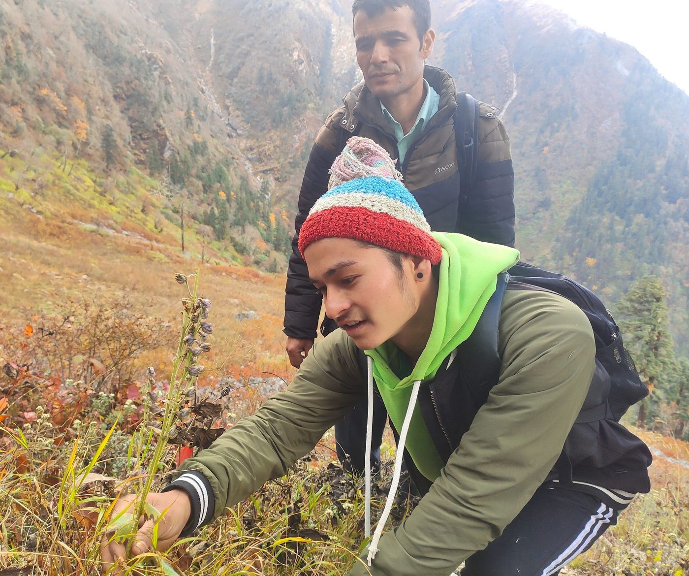 Resource inventory of Atis (Delphinium himalayae) in Ekchhale community forest of Bajhnag district.