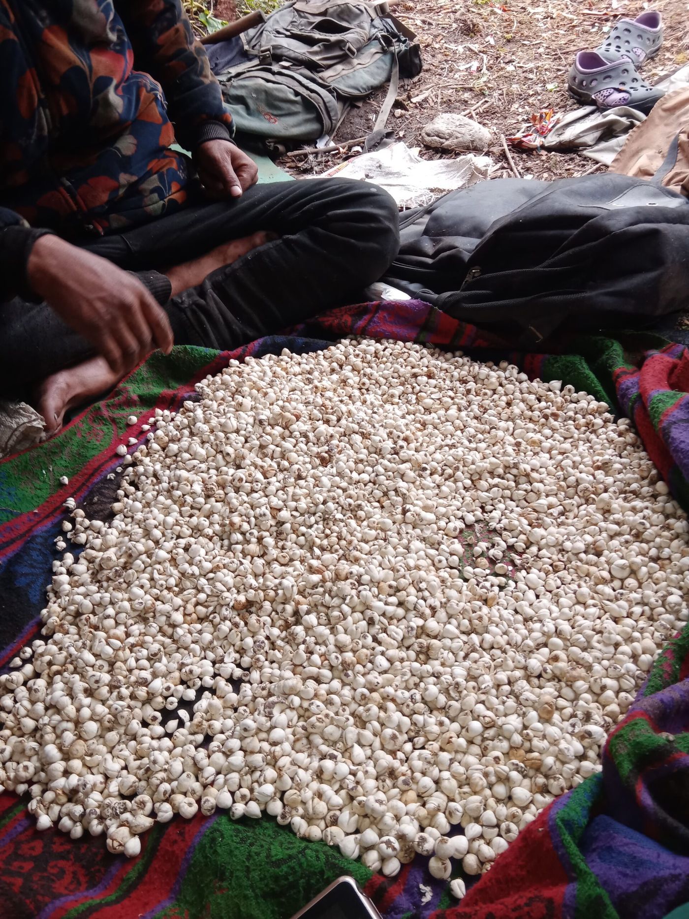 Local harvester grading the Banlasun (Fritillaria cirrhosa) in Jumla district.