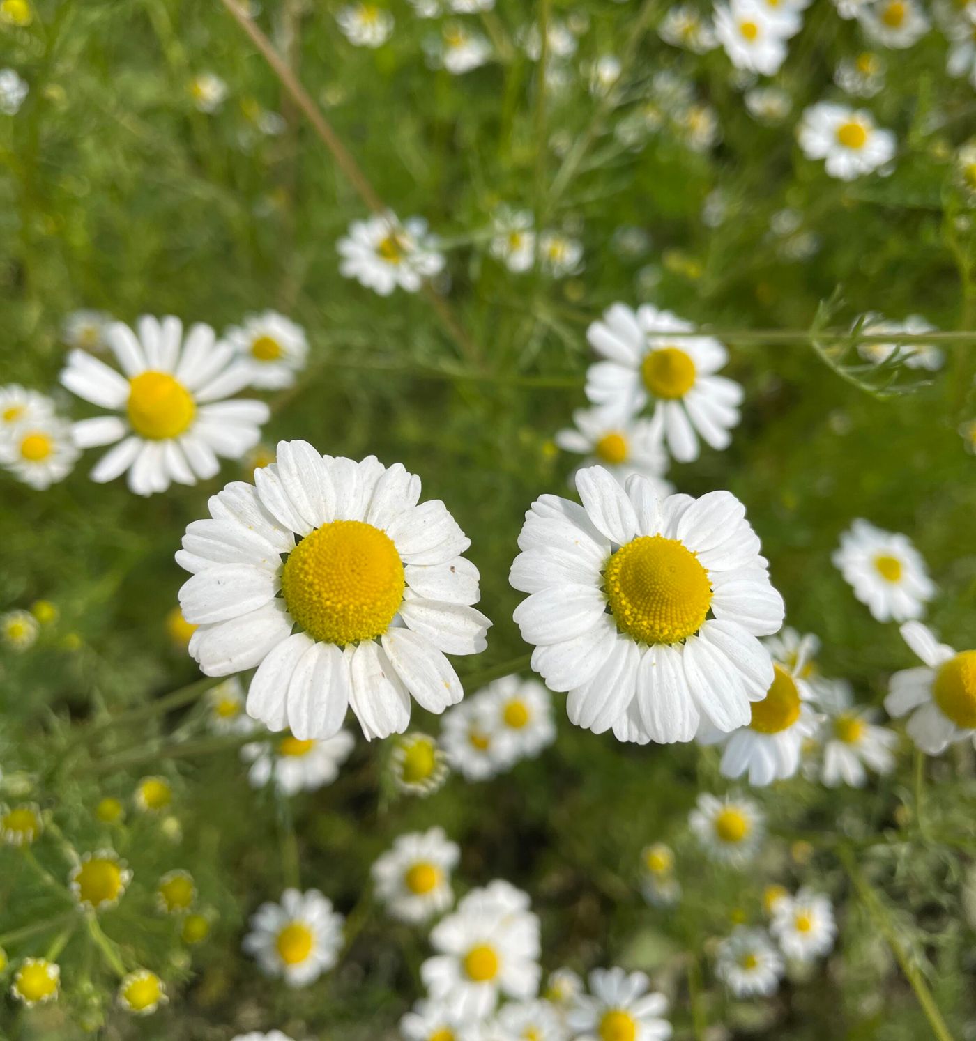 Chamomile flower (Matricaria chamomilla) in Nawalpur district
