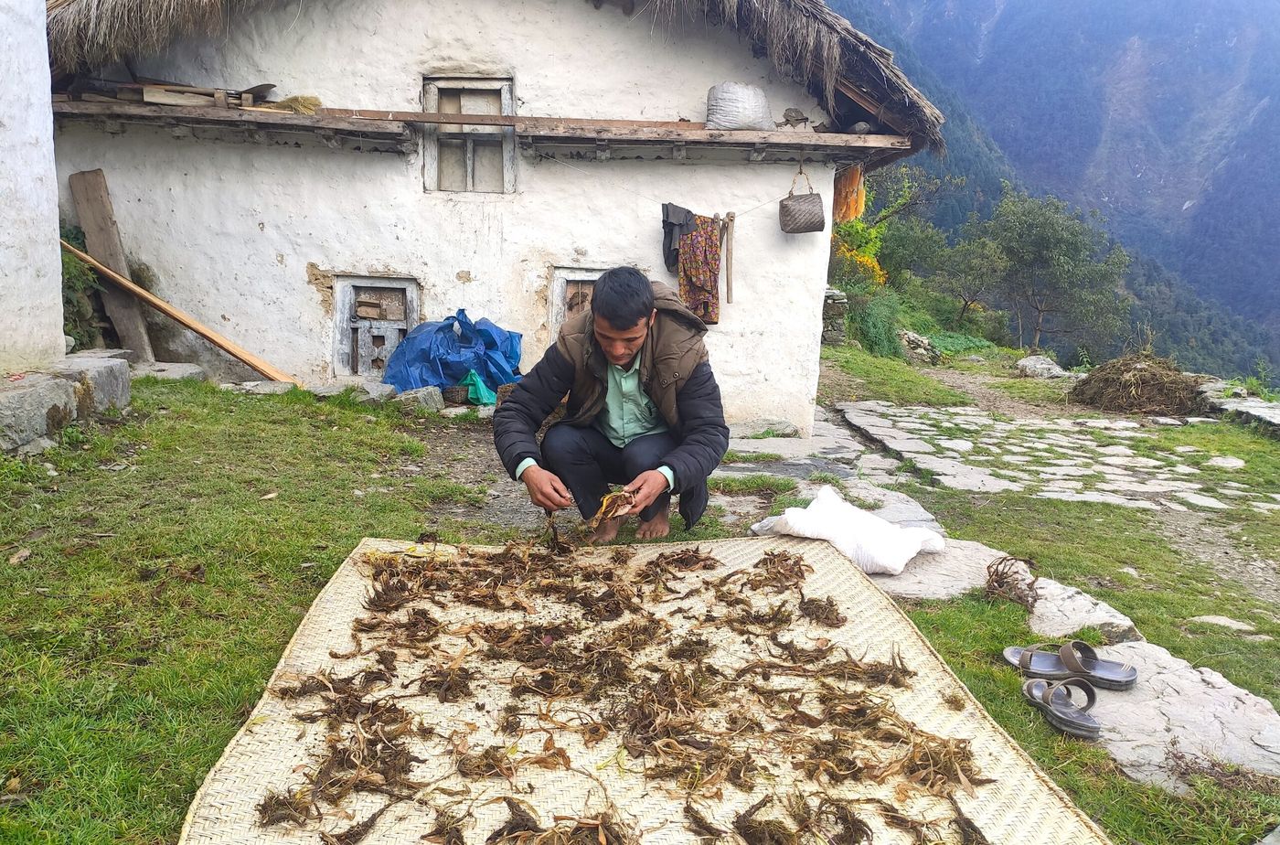 Local harvester drying wild harvested Jatamansi (Nardostachys jatamansi) in Bajhang district.