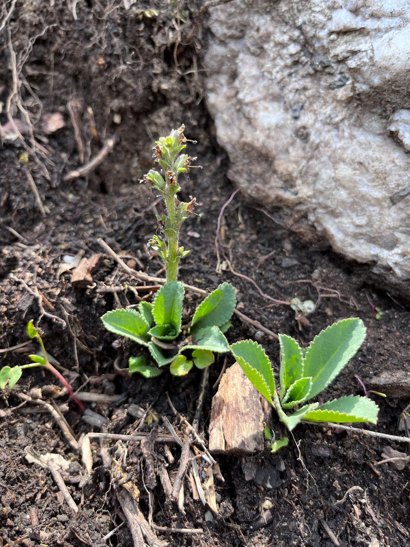 Kutki (Picrorhiza kurroa) in Jumla district.