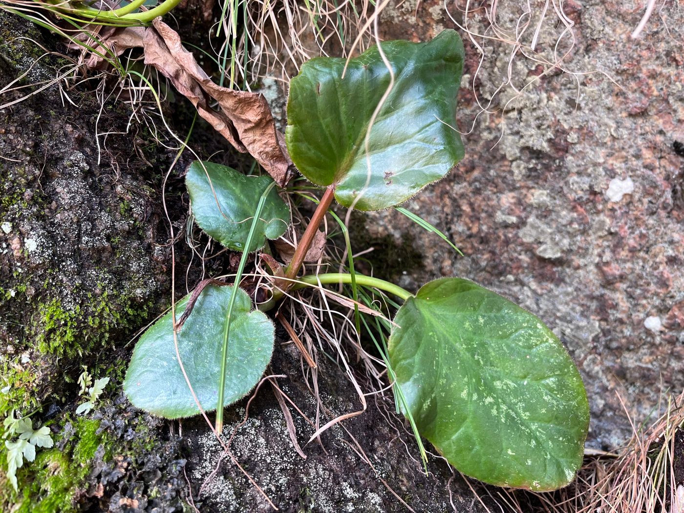 Pakhandbhed plant (Bergenia ciliata) in Mugu district.