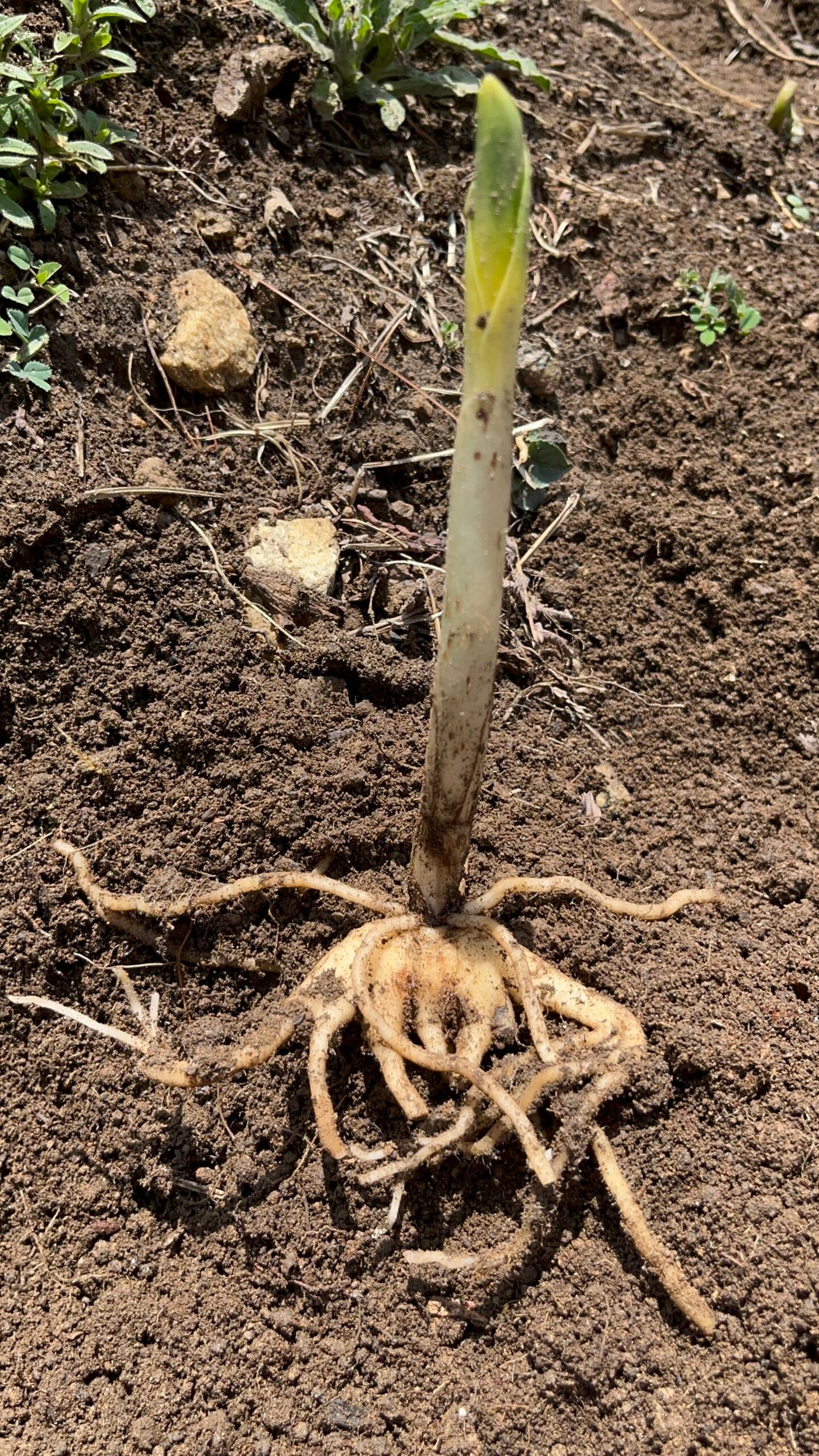 Panchaule (Dactylorhiza hatagirea) cultivated in Jumla district.