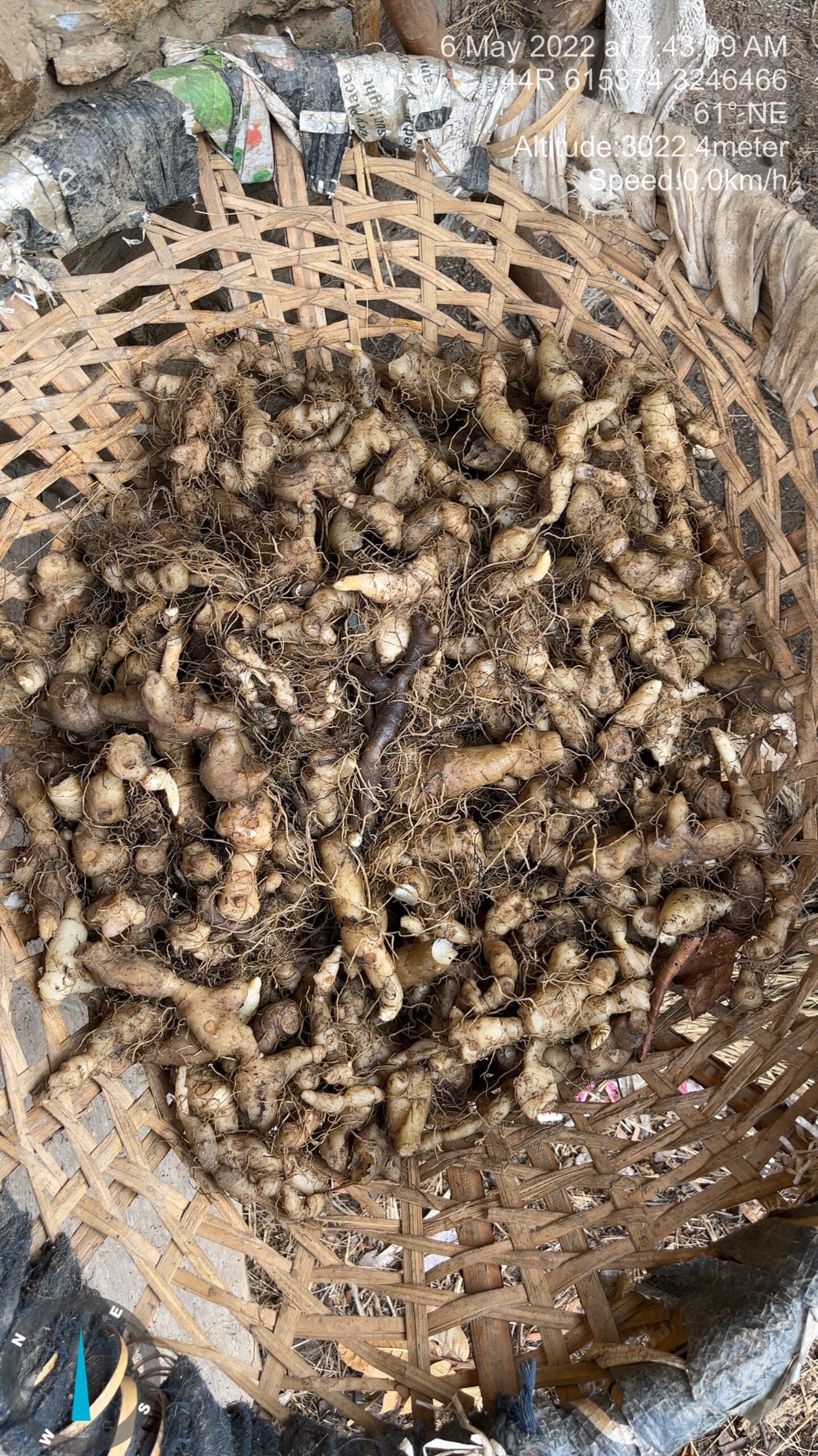 Rhizome of wild harvested Seto Chini (Polygonatum cirrhifolium) in Jumla