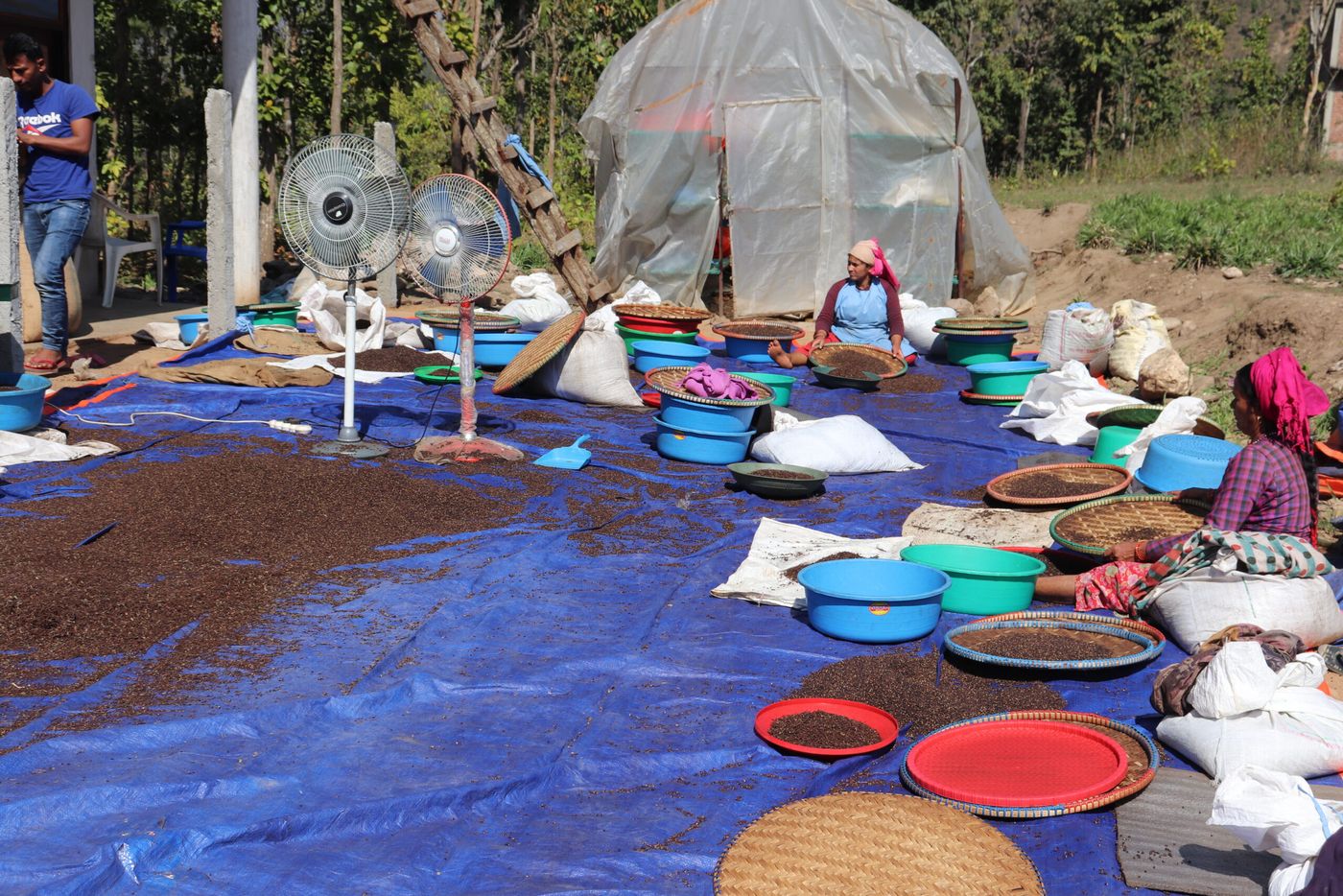 Women processing Timur (Nepali Pepper) in "Shree Jurimalika Jadibuti Production Cooperative Limited" of Surkhet district.