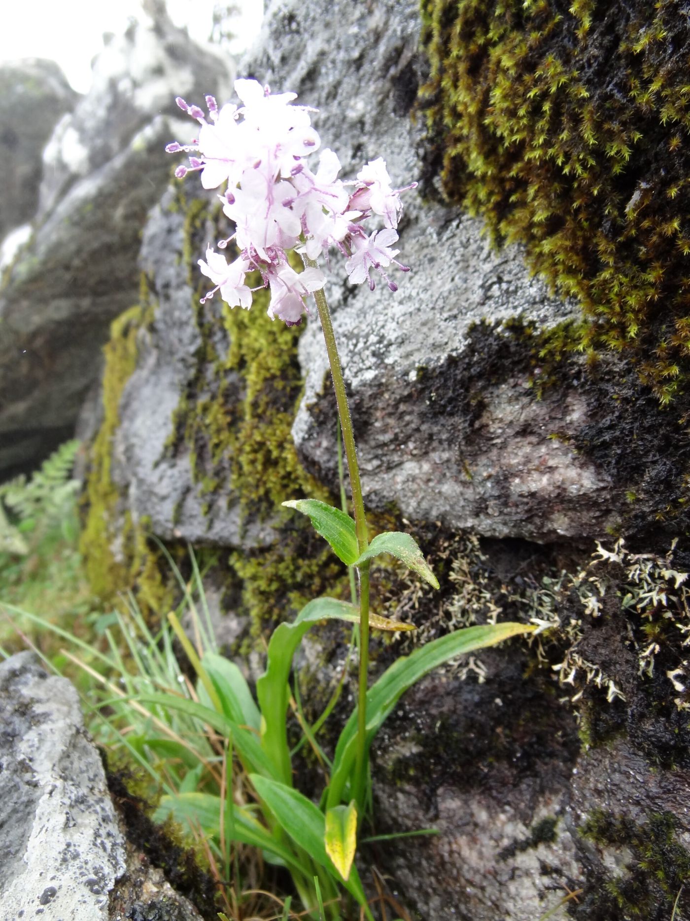 Spikenard plant