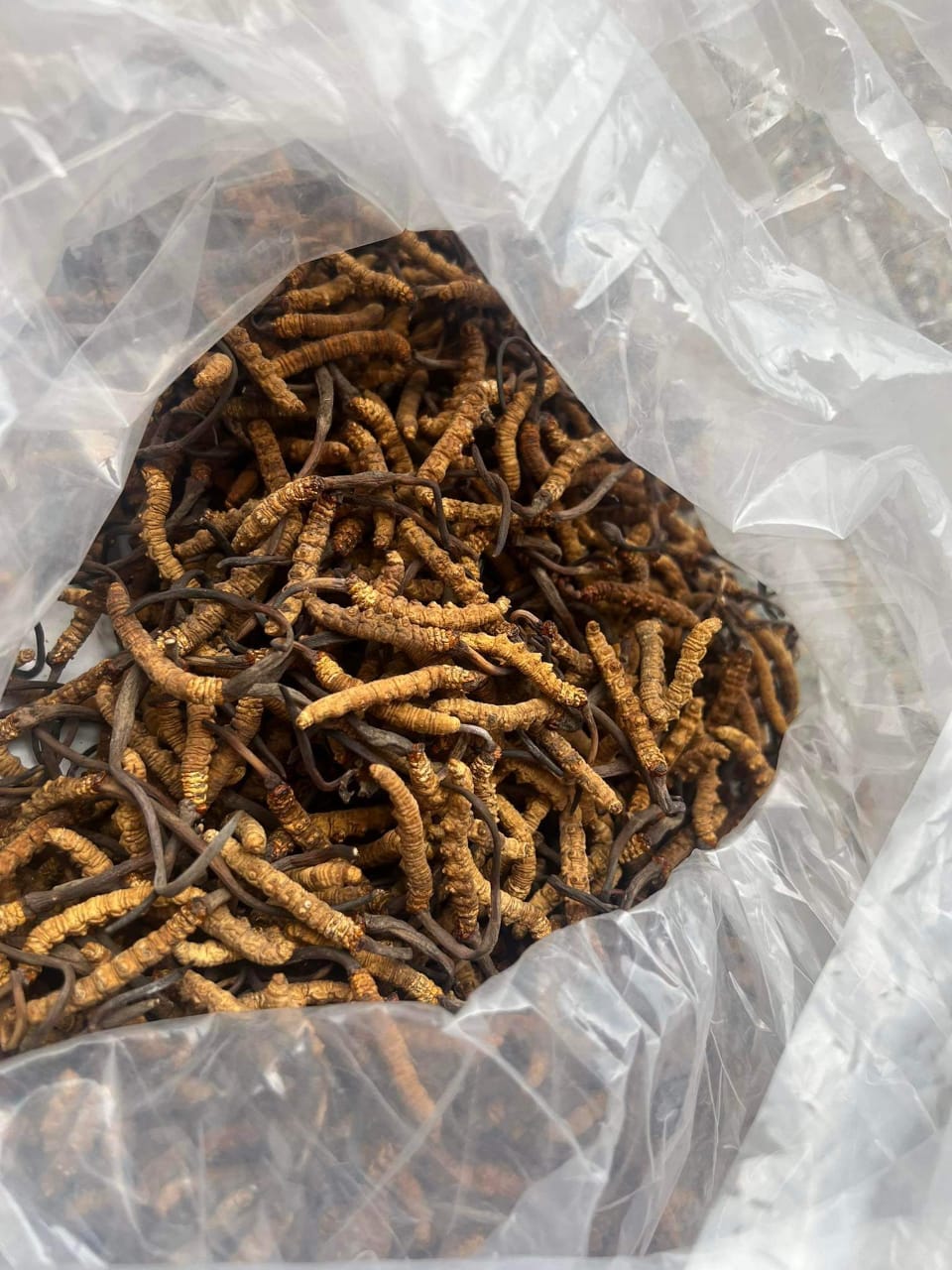 Yarsagumba (Caterpillar fungus) harvested by local collectors from Darchula district.